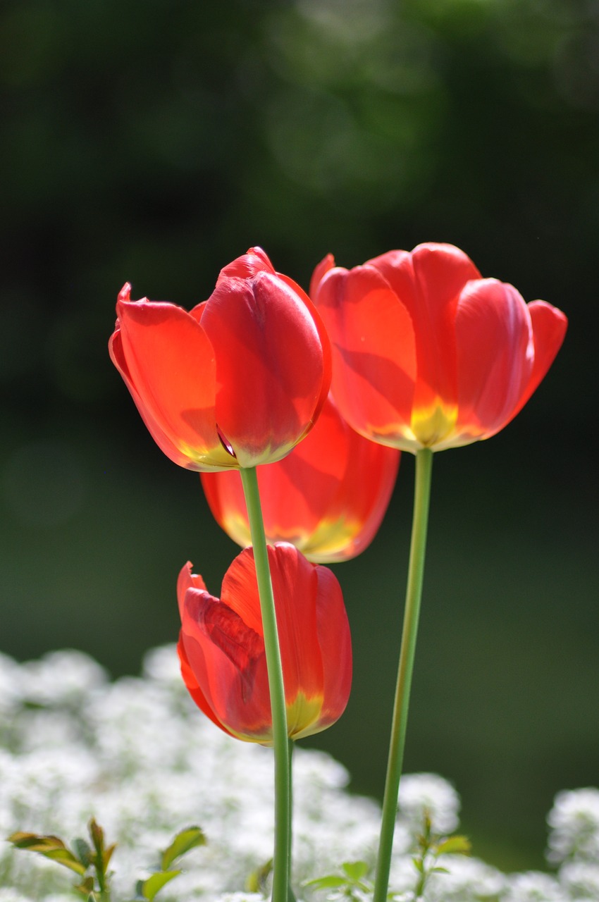 poppy flower red free photo