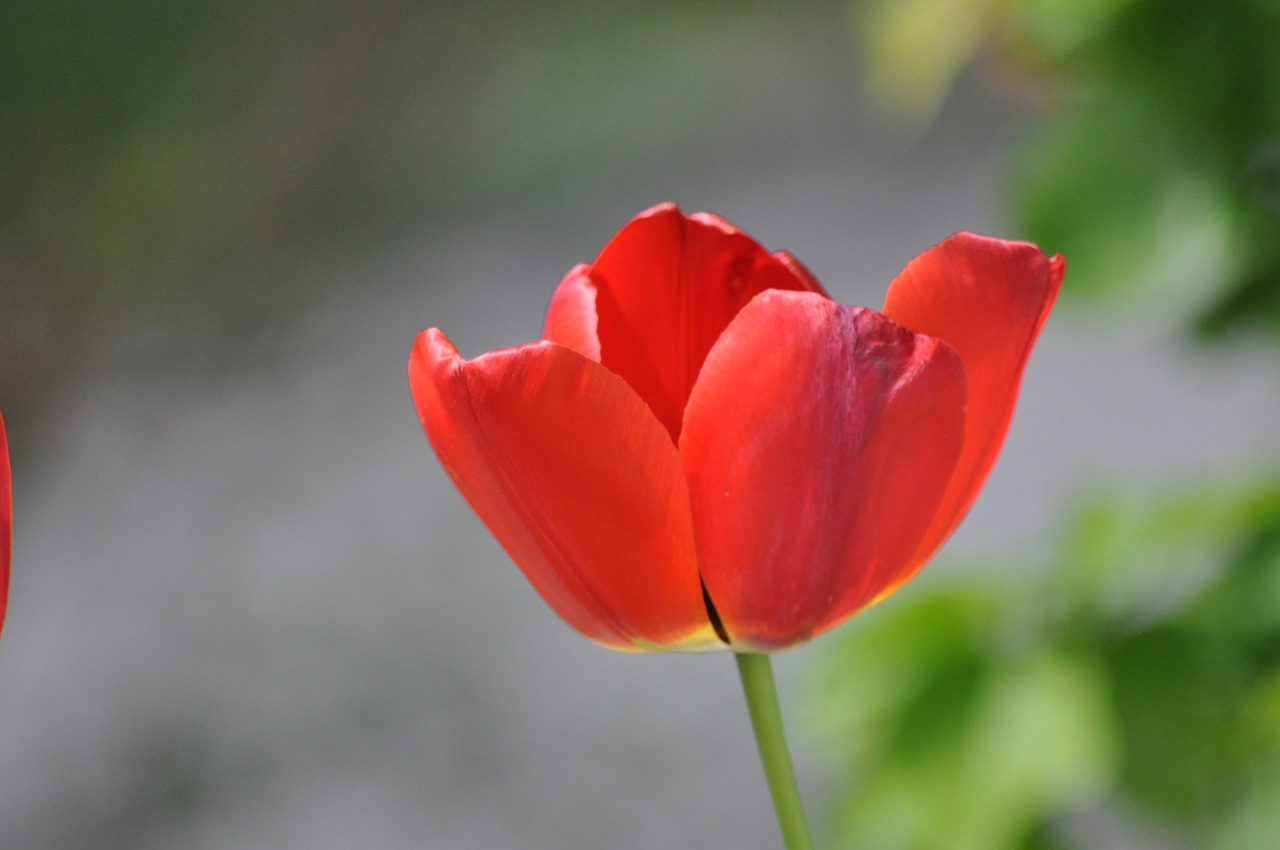 poppy flower red free photo