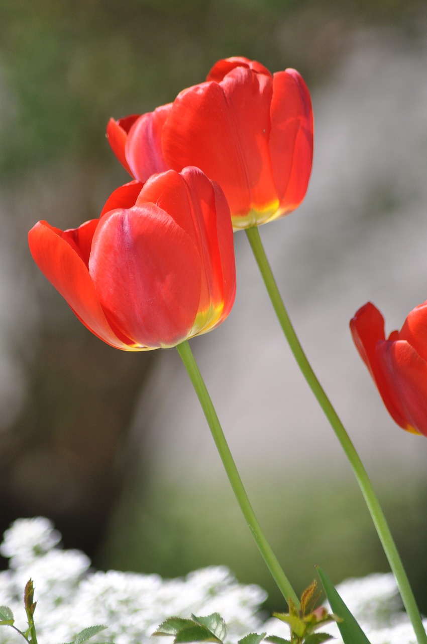 poppy flower red free photo