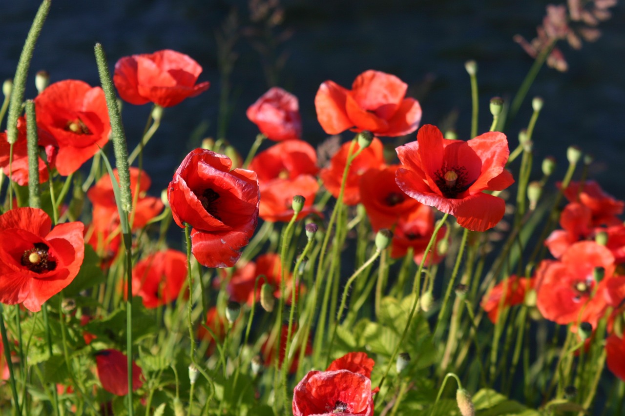 poppy flower red poppy free photo