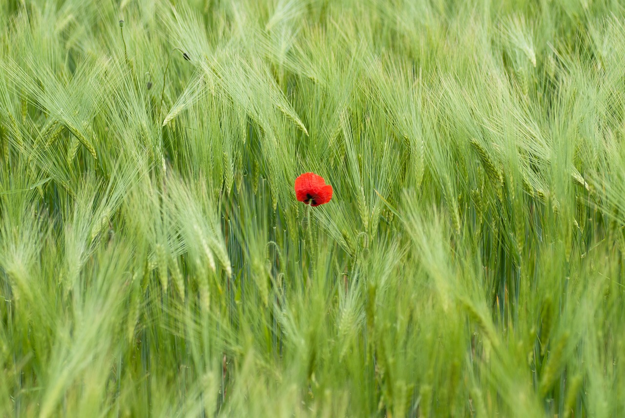 poppy blossom bloom free photo