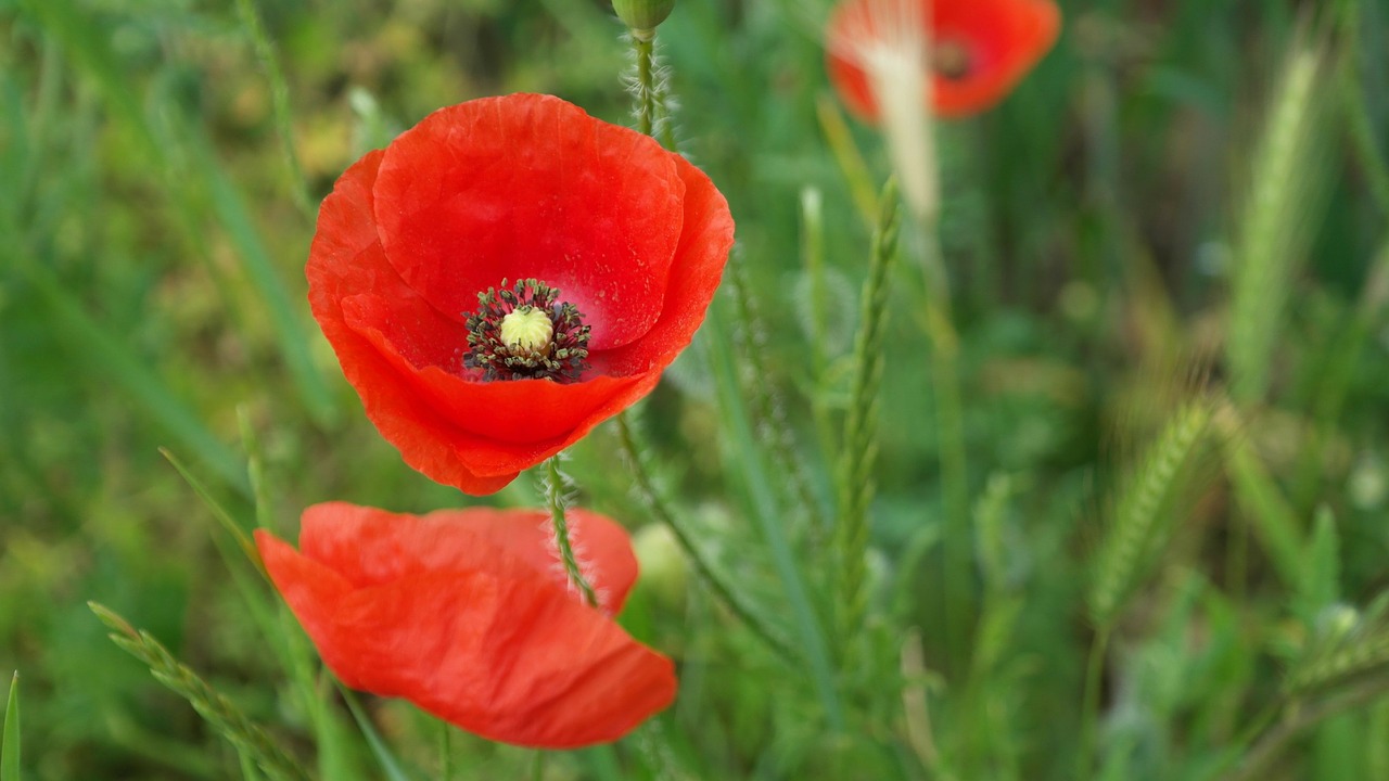 poppy red spring free photo