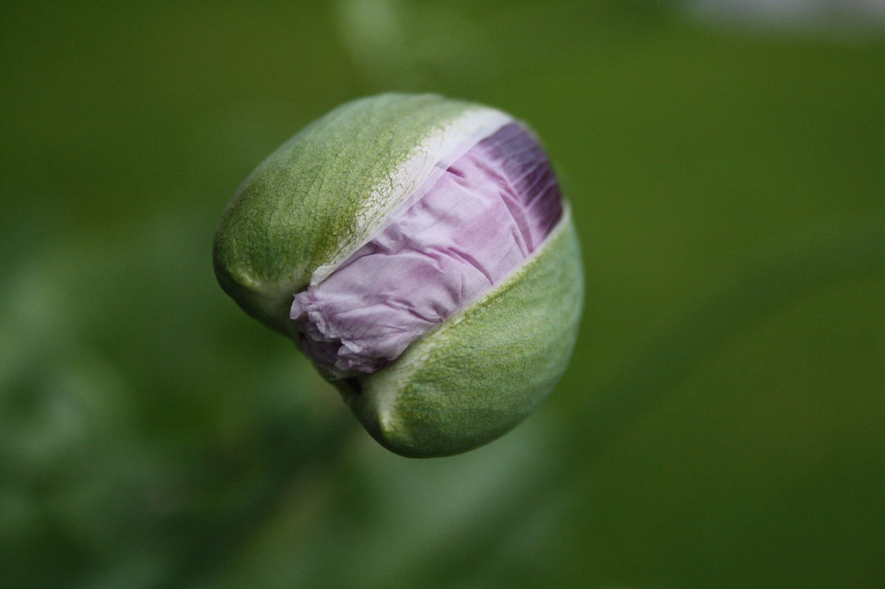 poppy button garden free photo