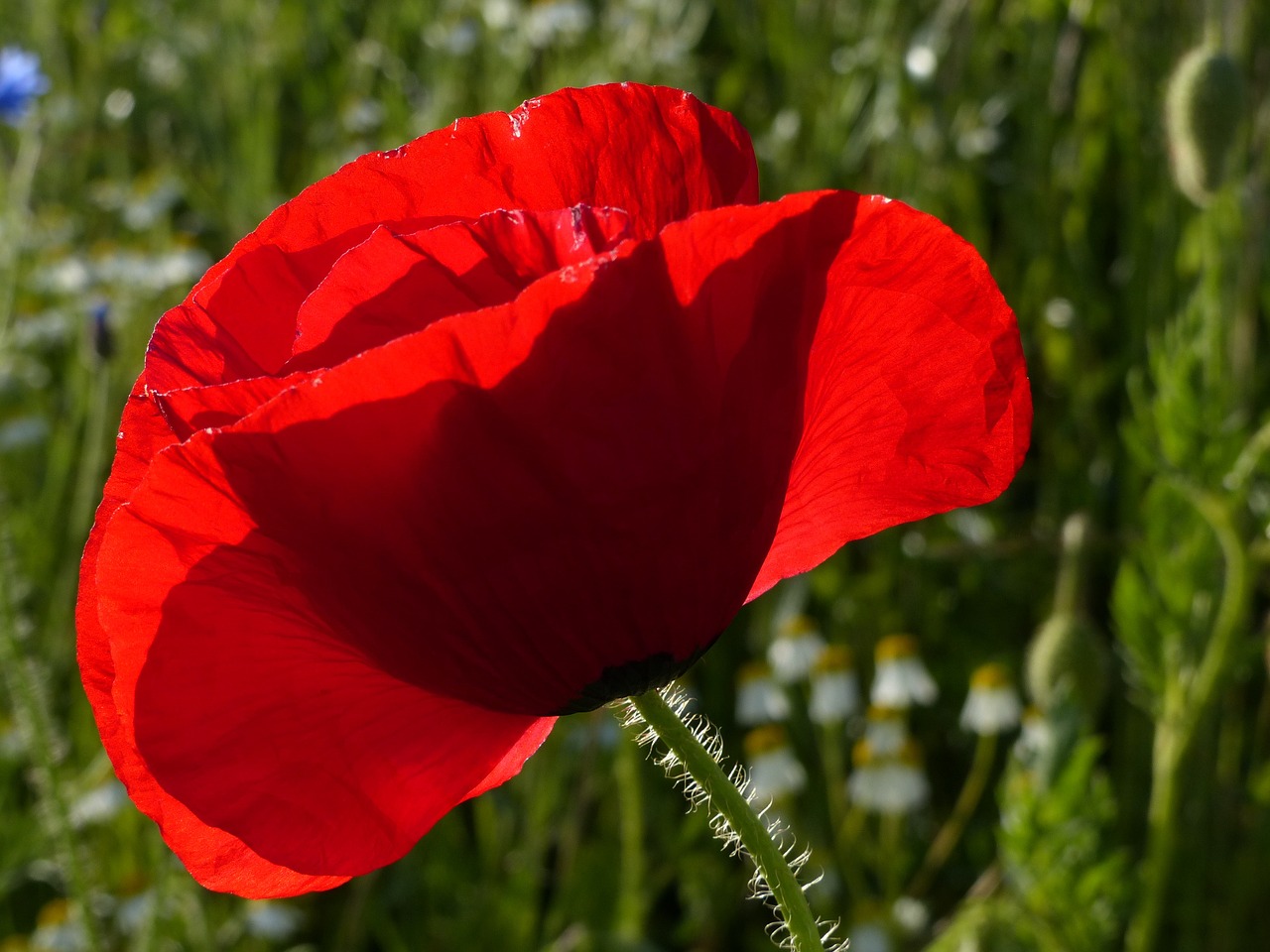 poppy red red poppy free photo