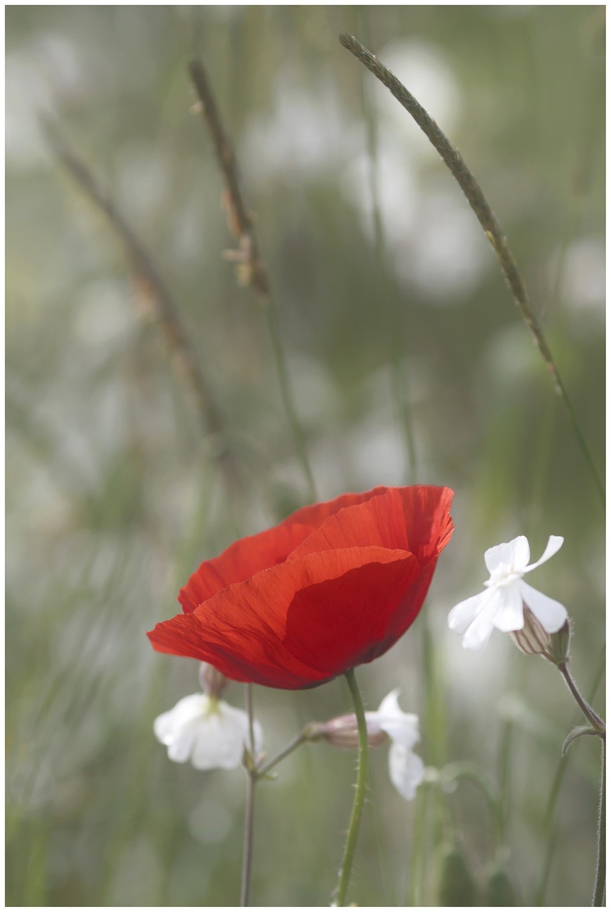 poppy flower spring free photo