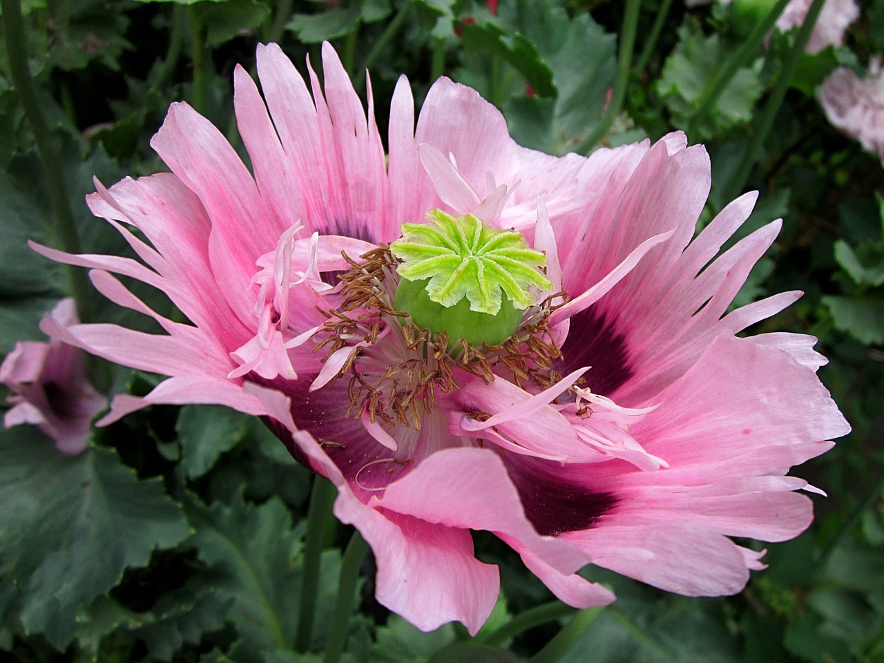 poppy flower pink free photo