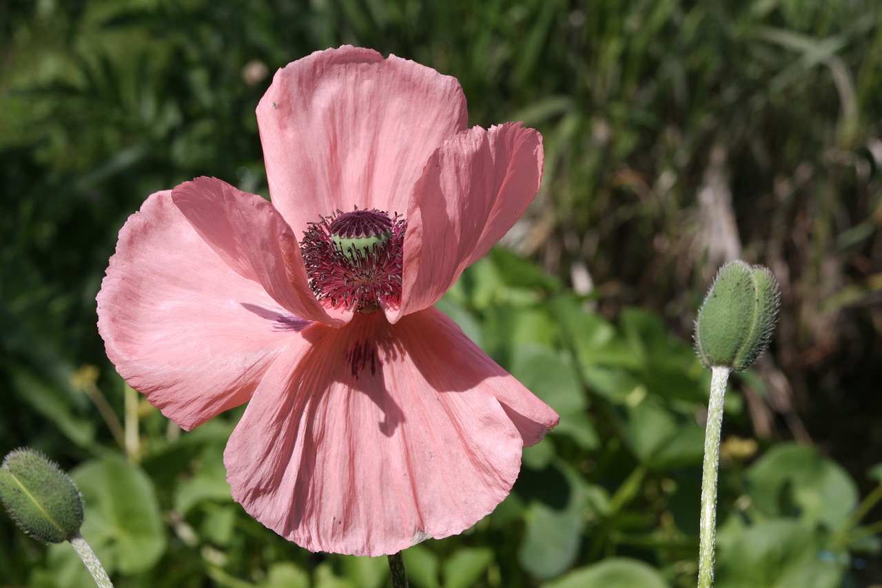 poppy nature blossom free photo