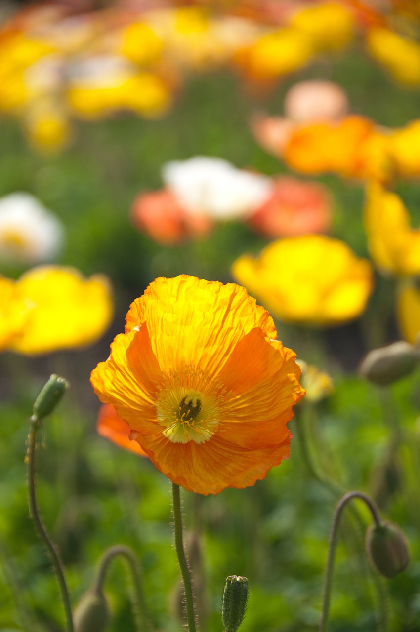 poppy spring flowers free photo