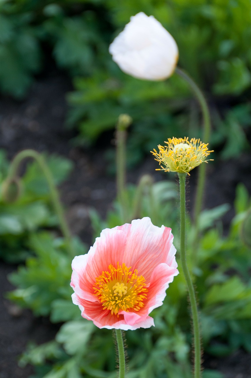 poppy flowers spring free photo