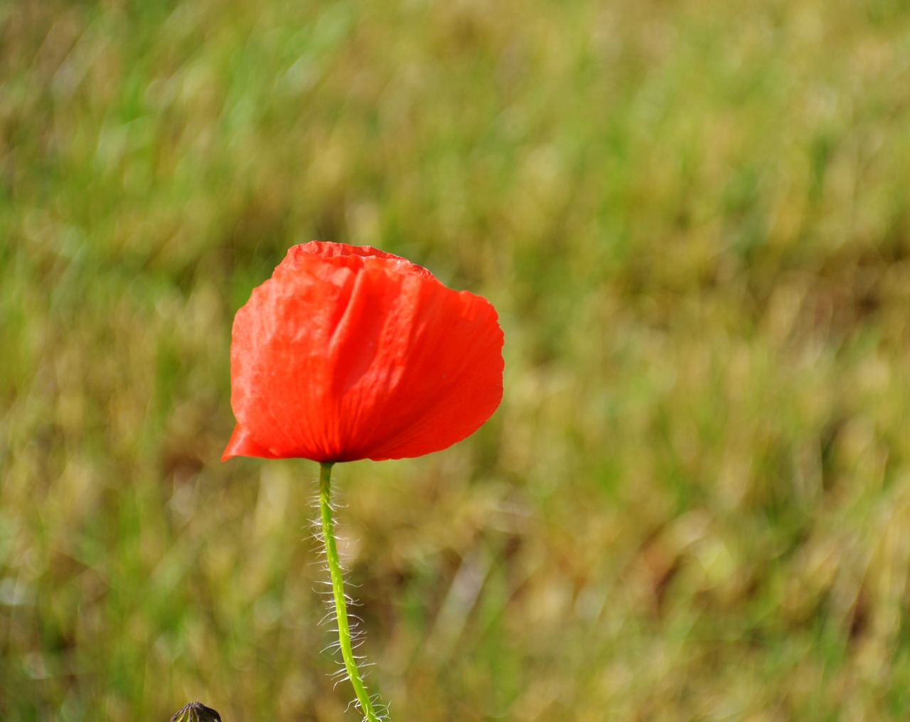 poppy flowers poppies free photo