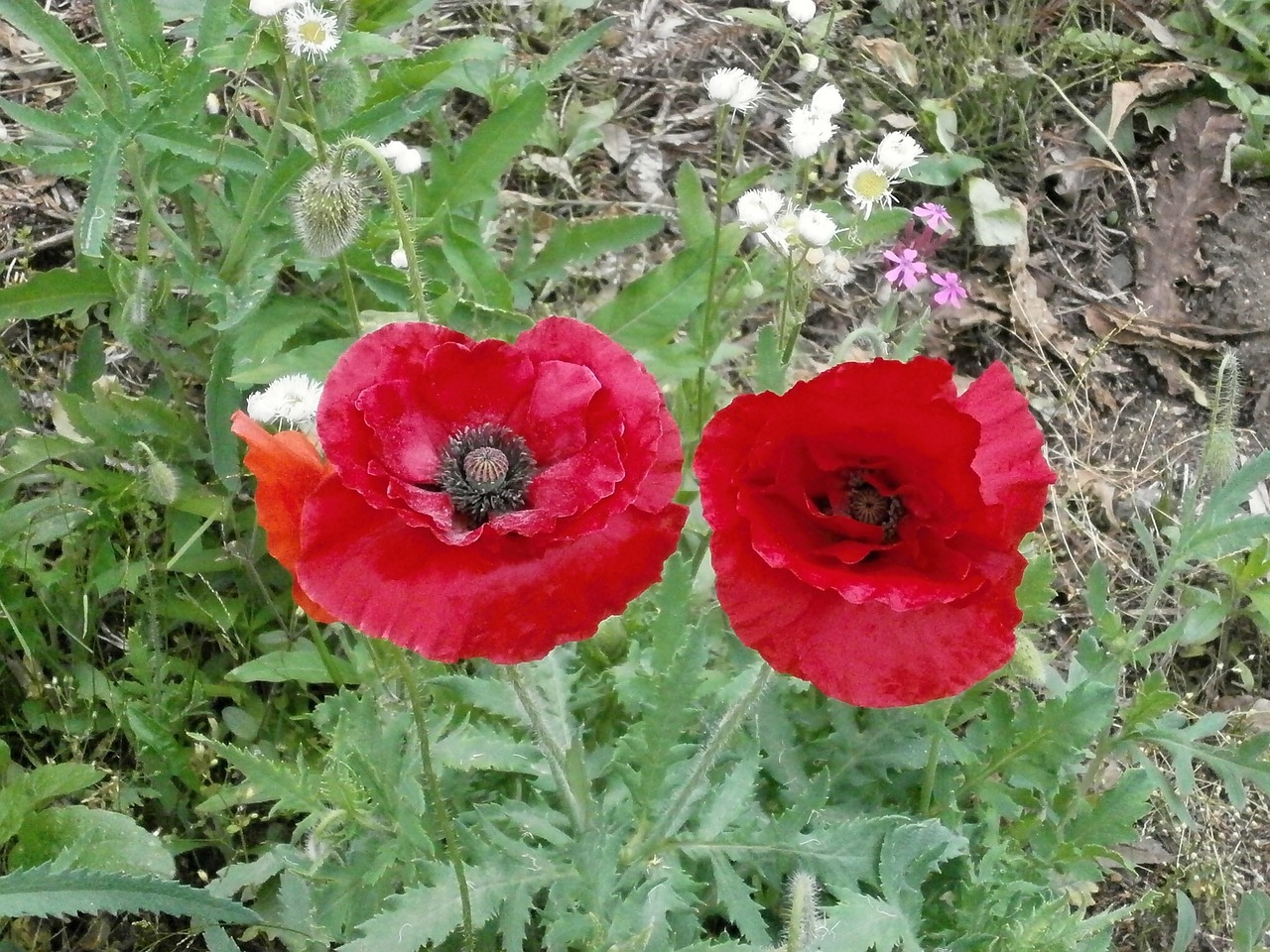 poppy poppy flower red flowers free photo