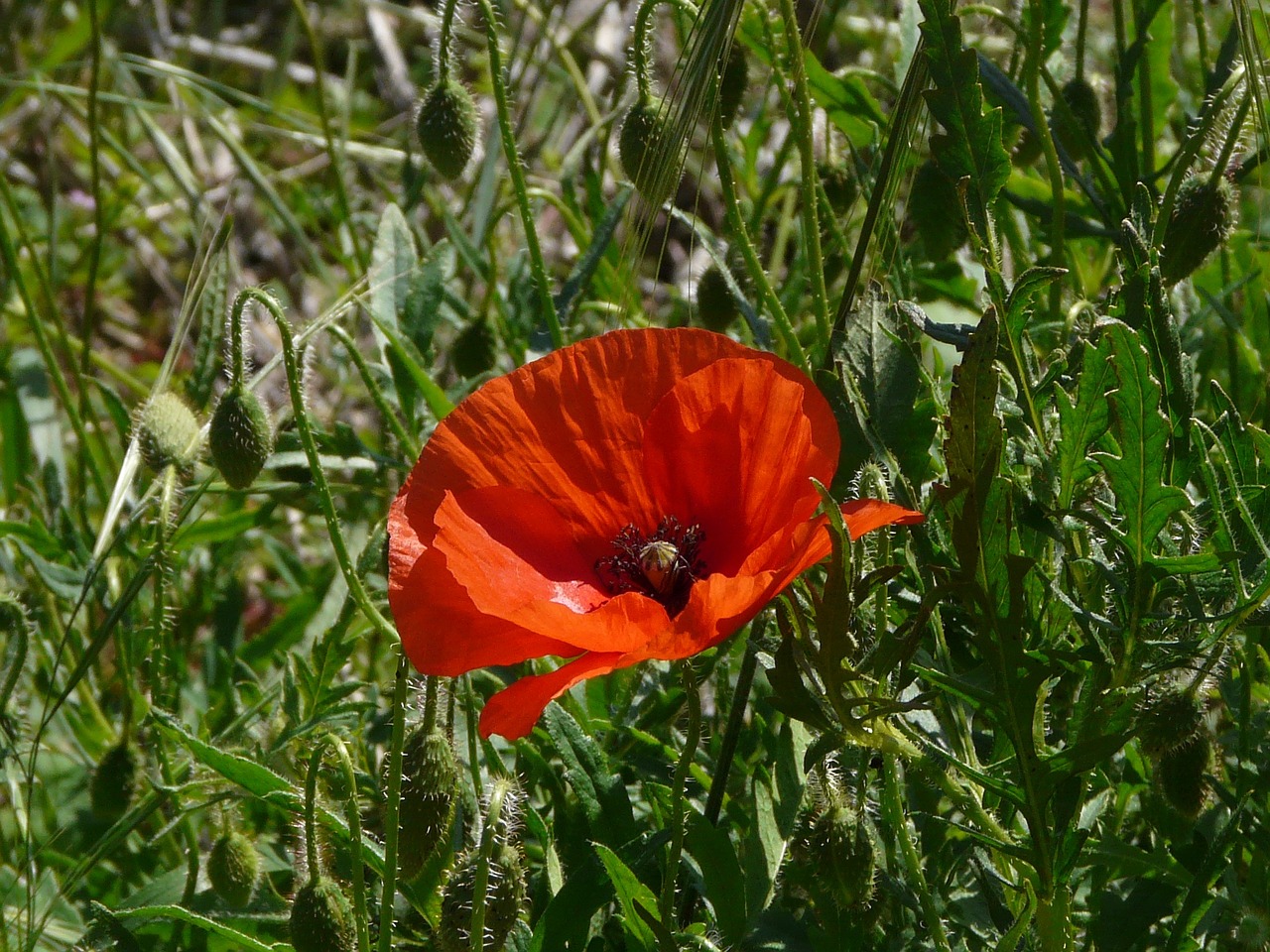 poppy red prairie free photo