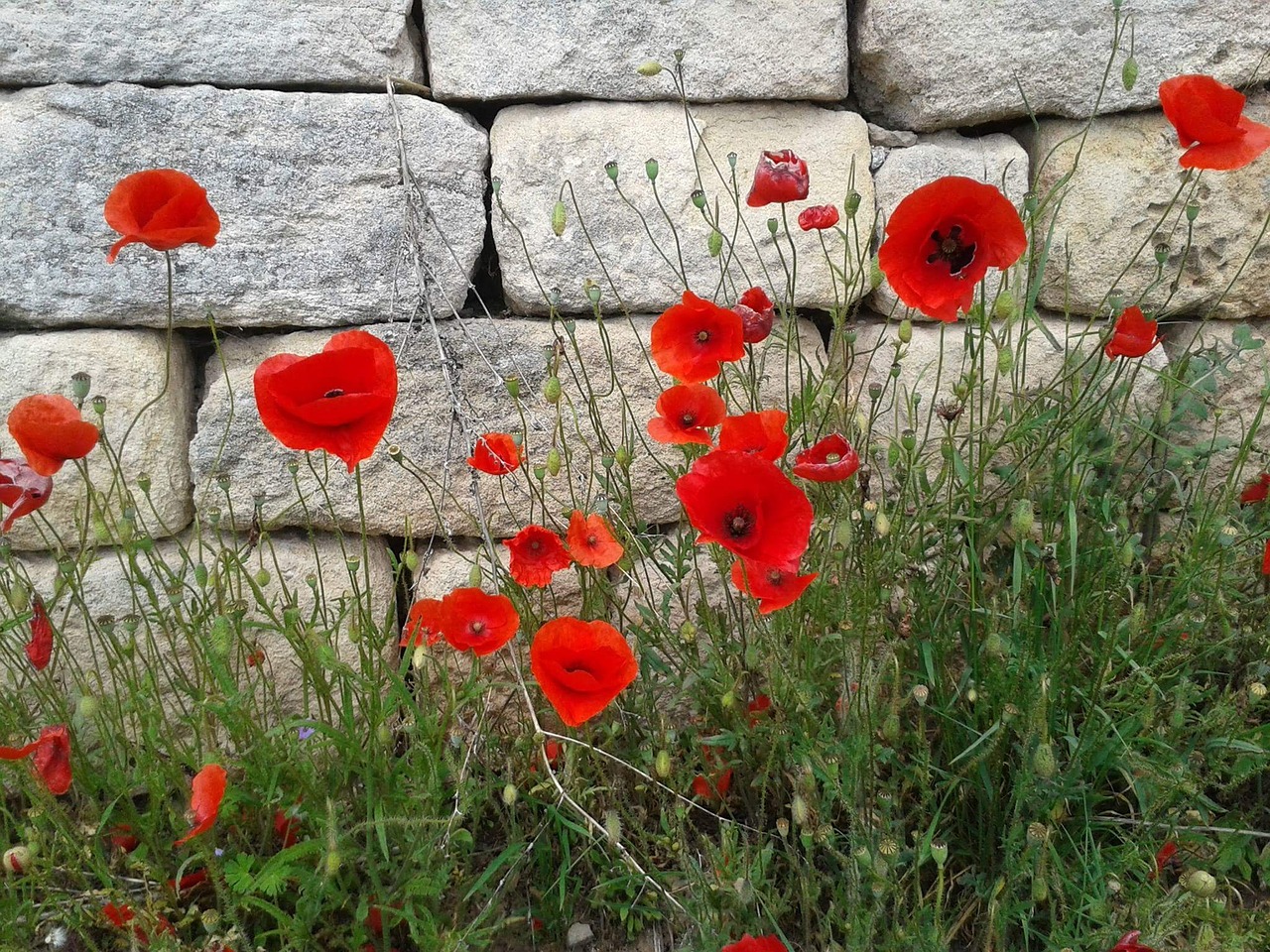 poppy wallflower red free photo