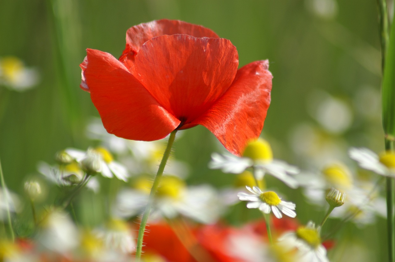 poppy flowers field free photo