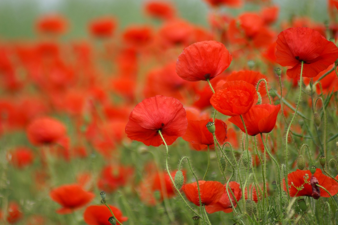 poppy field of poppies france free photo