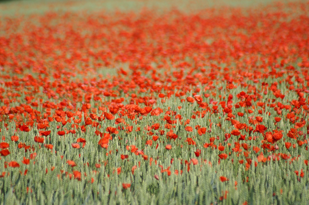 poppy brightly colored red free photo