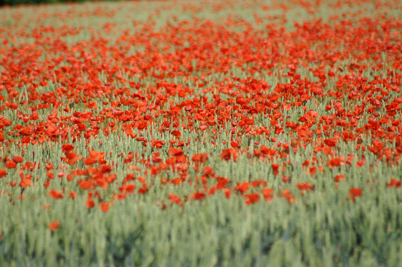 poppy brightly colored red free photo
