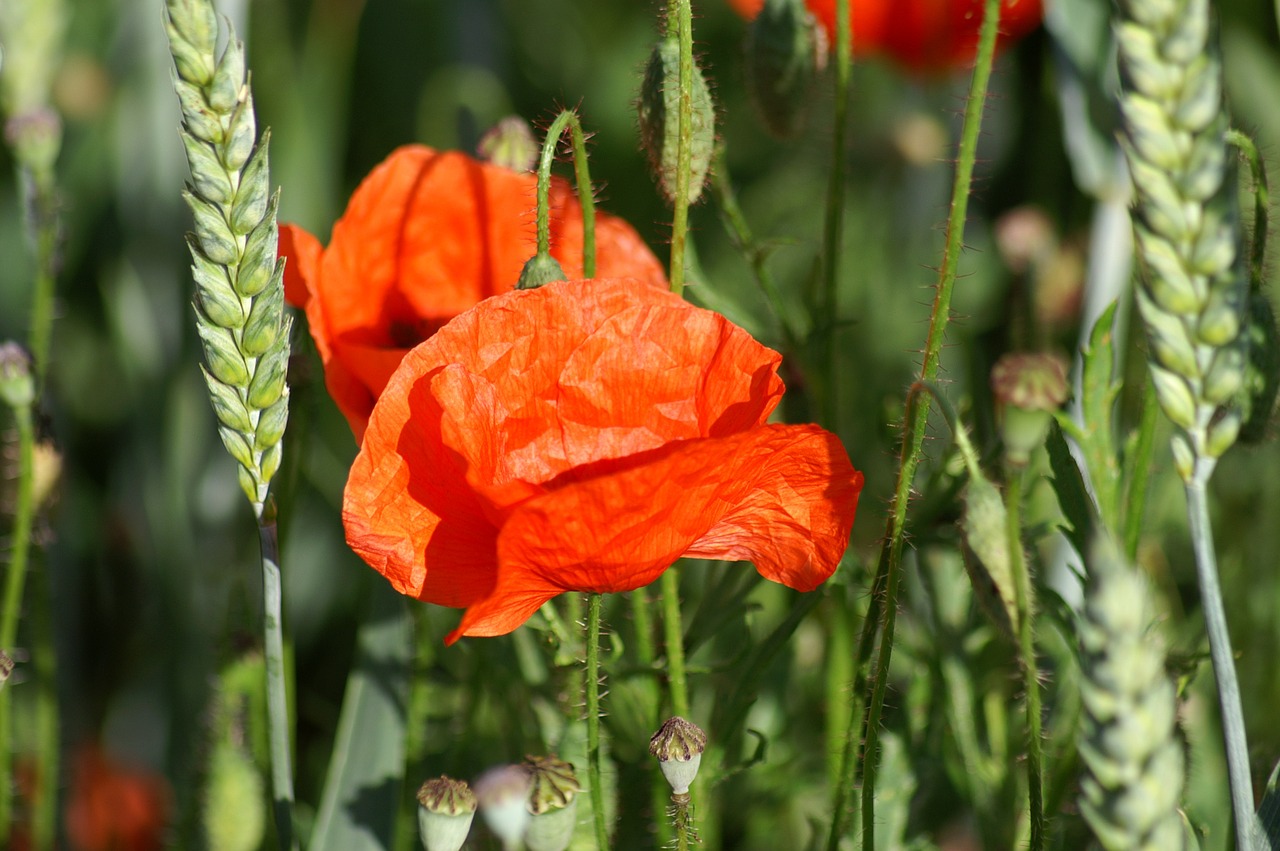 poppy brightly colored red free photo