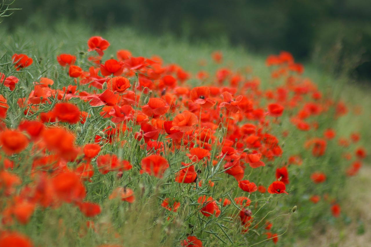 poppy brightly colored red free photo