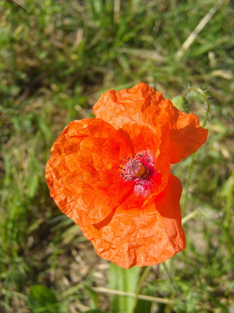 poppy flower plant free photo