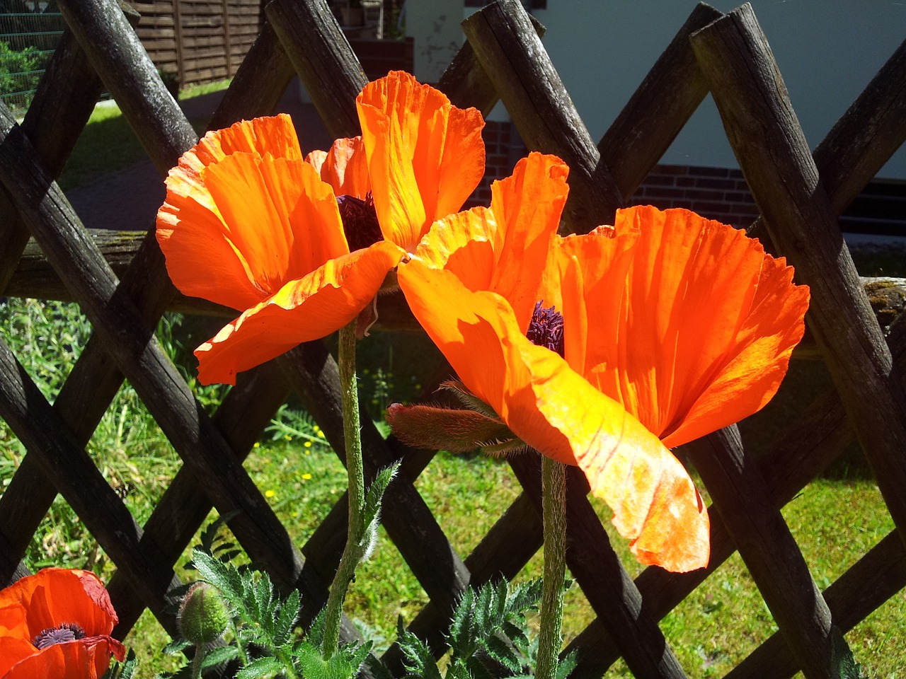 poppy klatschmohn poppy flower free photo