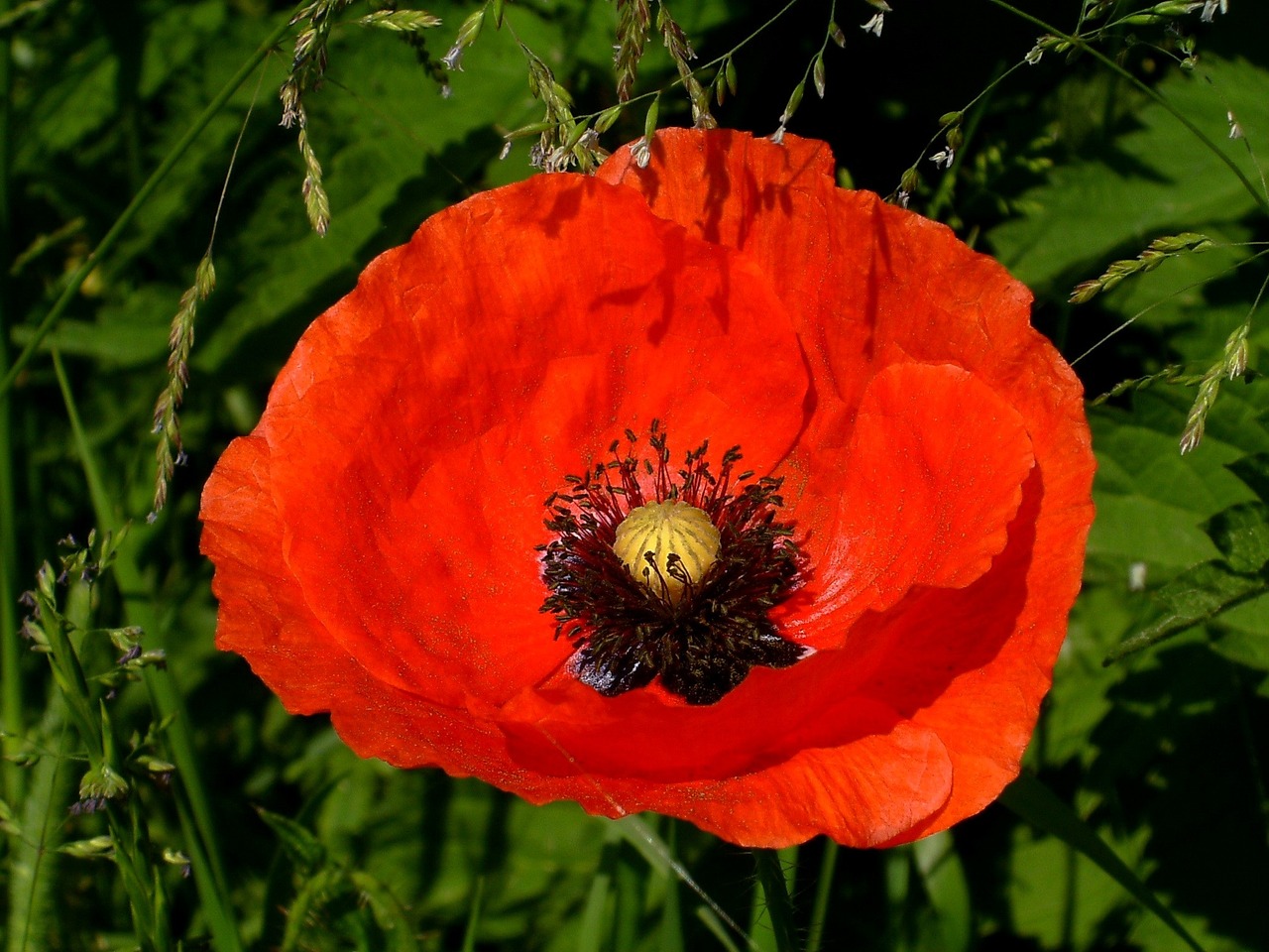 poppy blossom bloom free photo