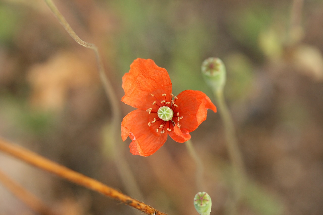 poppy flower red free photo