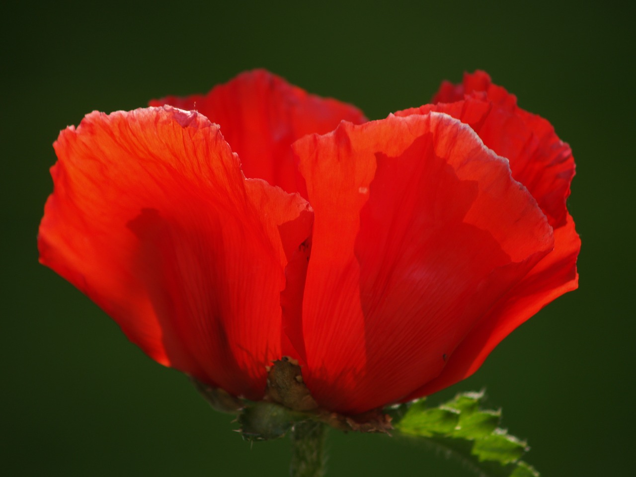 poppy red red poppy free photo