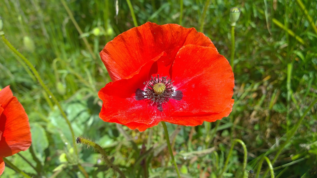 poppy red poppy red free photo