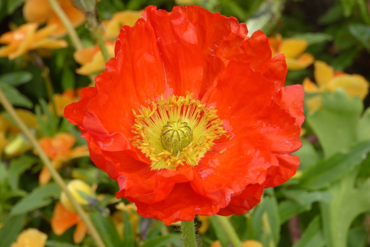 poppy summer red free photo