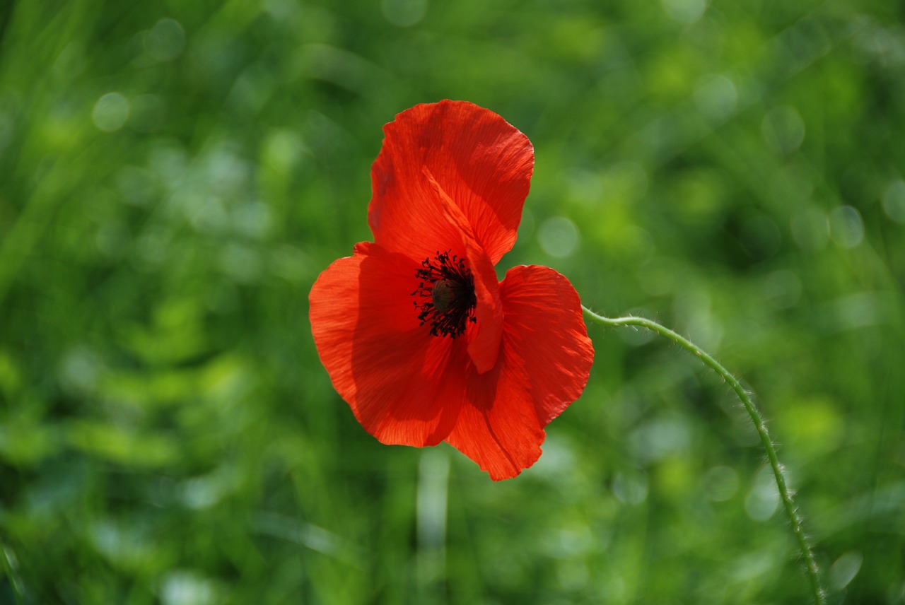 poppy red close free photo