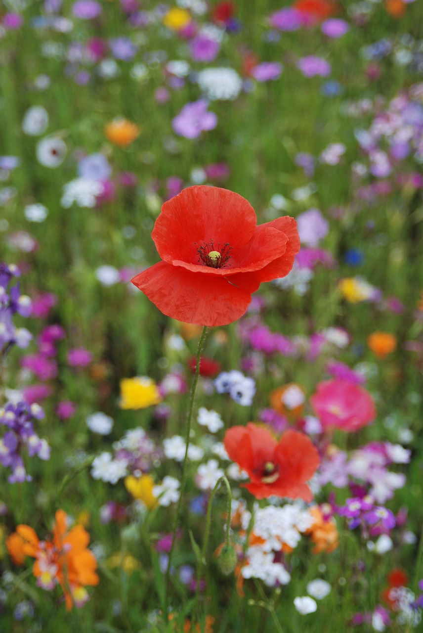 poppy flower meadow poppy flower free photo