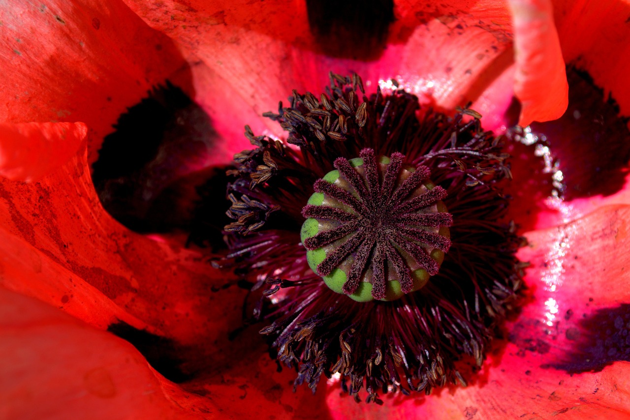 poppy red red poppy free photo