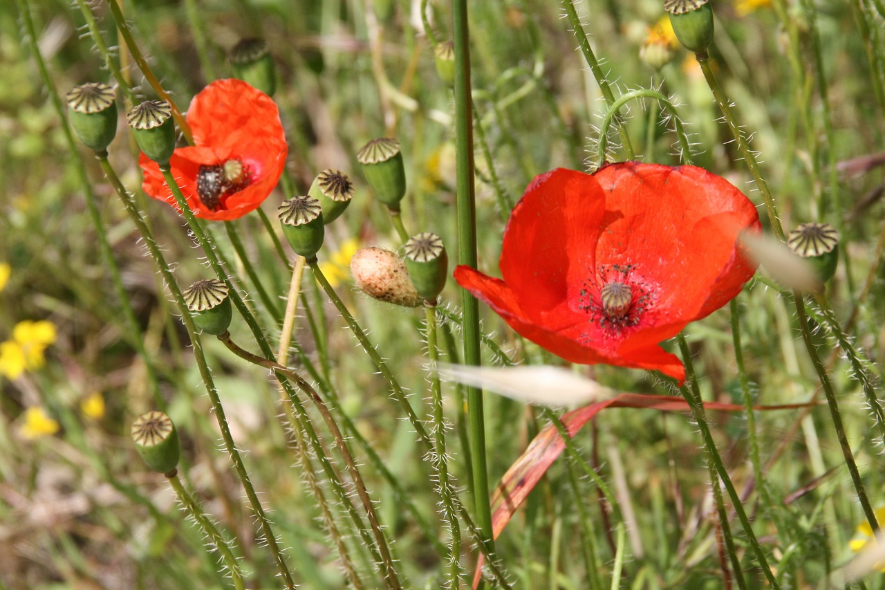 poppy rural nature free photo