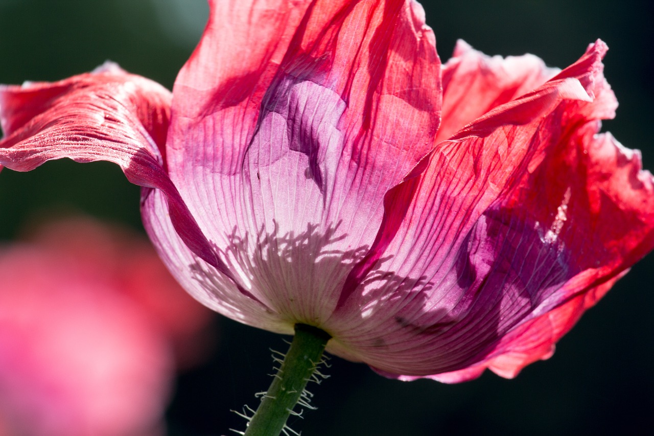 poppy flowers blossom free photo