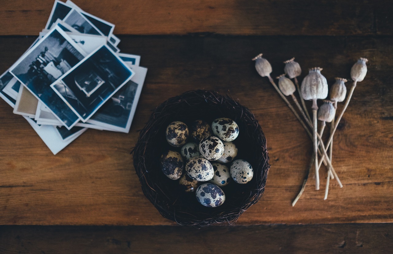 poppy eggs composition free photo