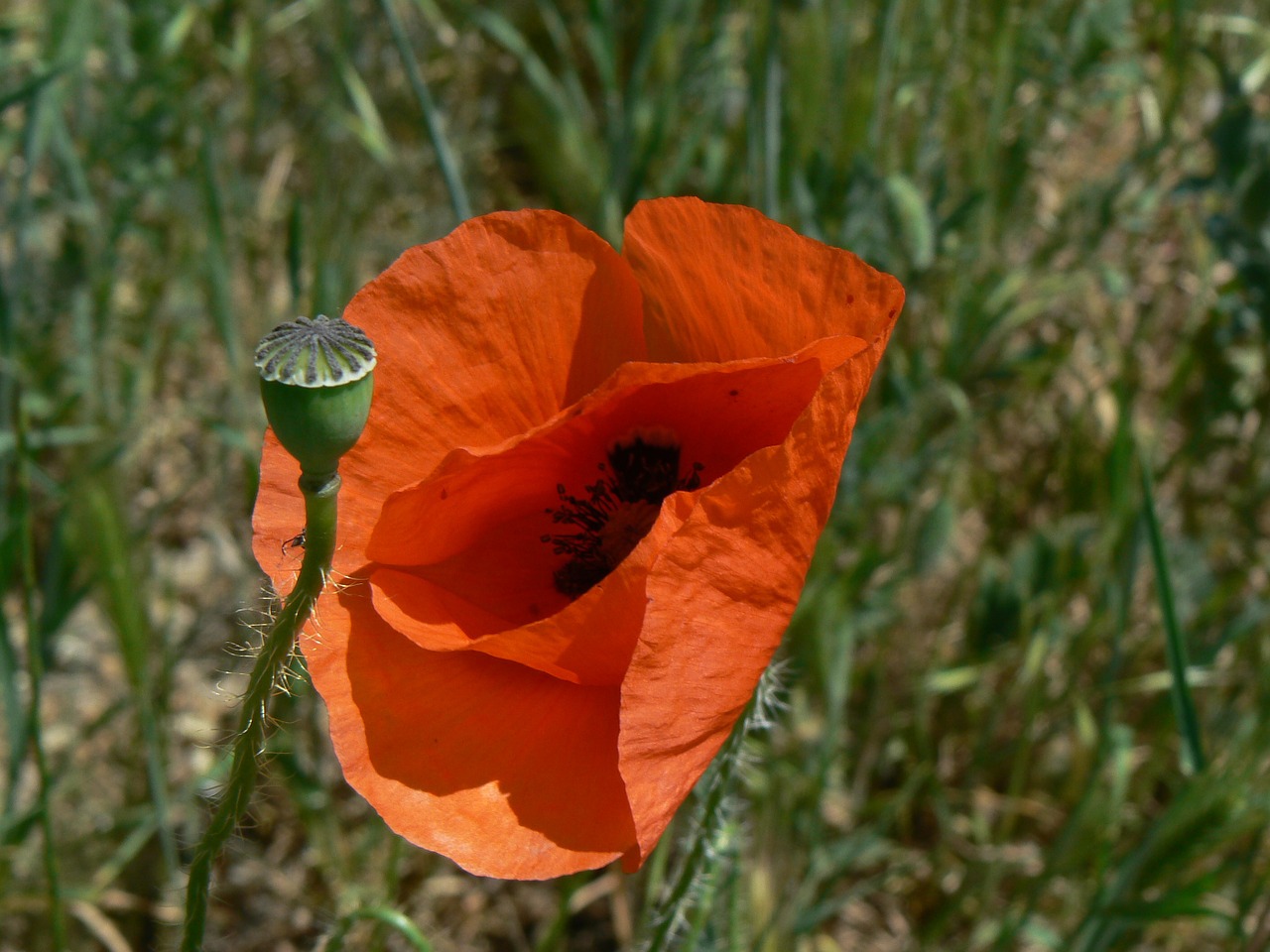 poppy red bud free photo