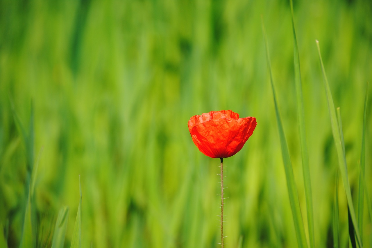 poppy flower blossom free photo