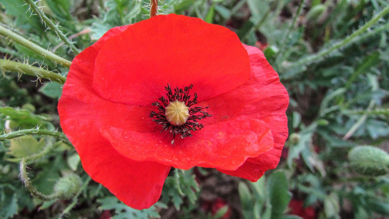 poppy flower spring free photo