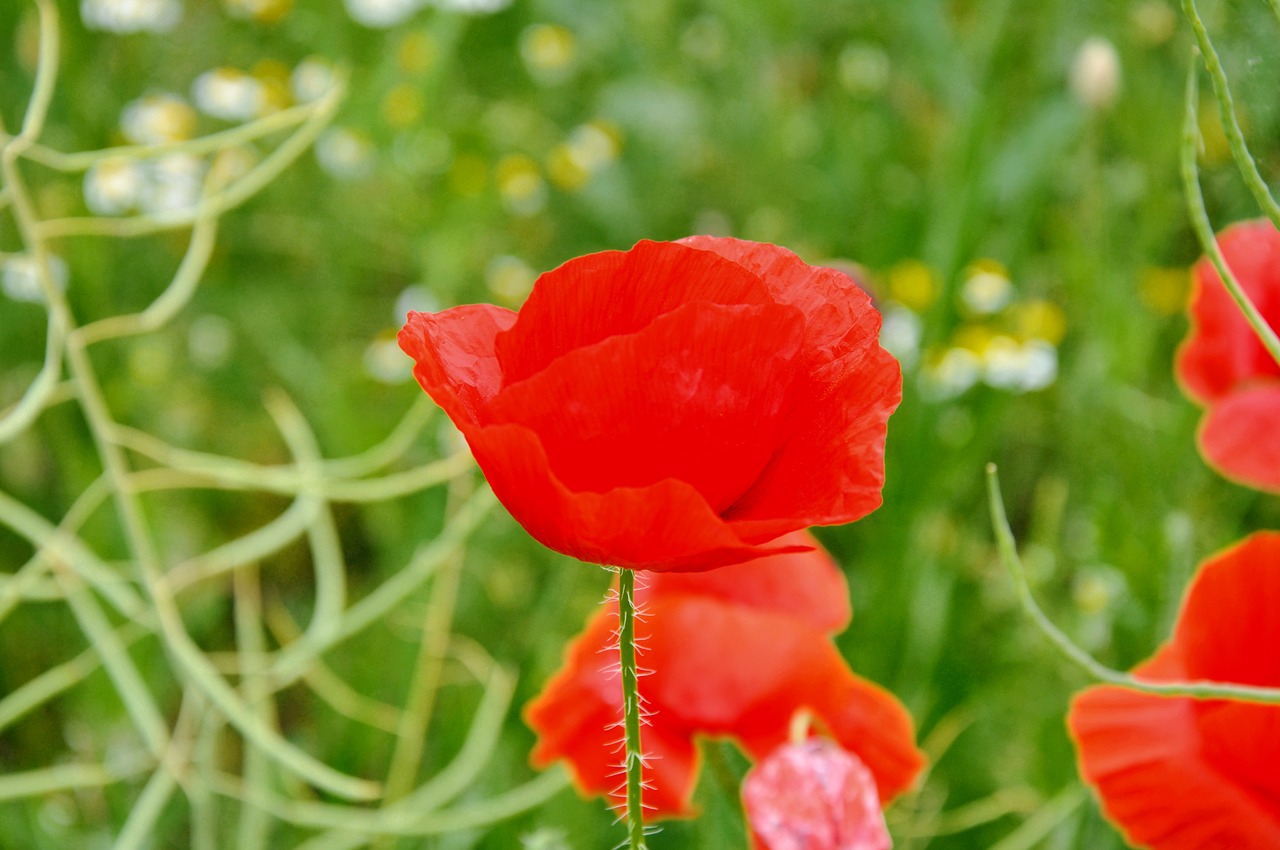 poppy summer nature free photo