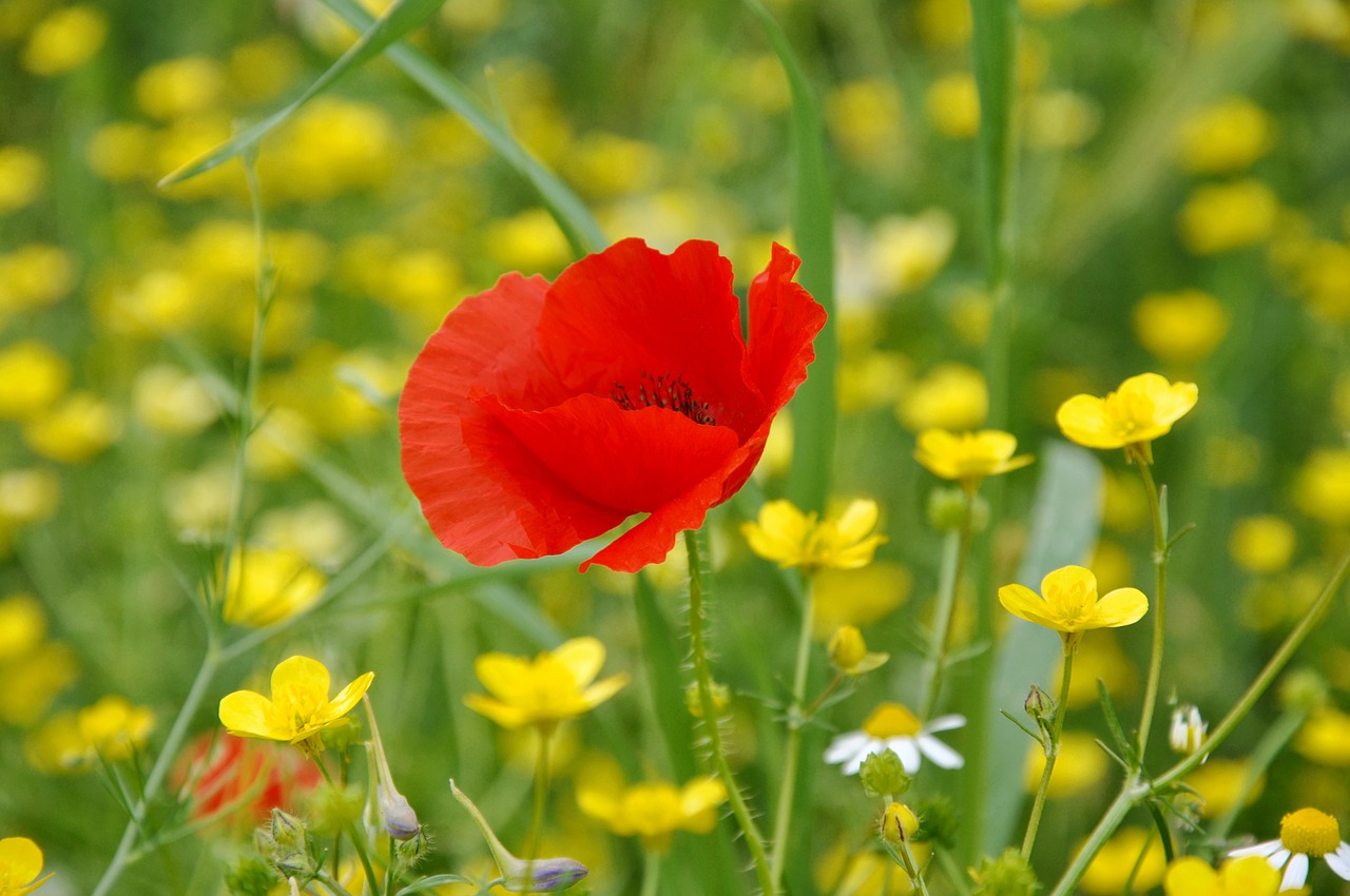 poppy summer nature free photo