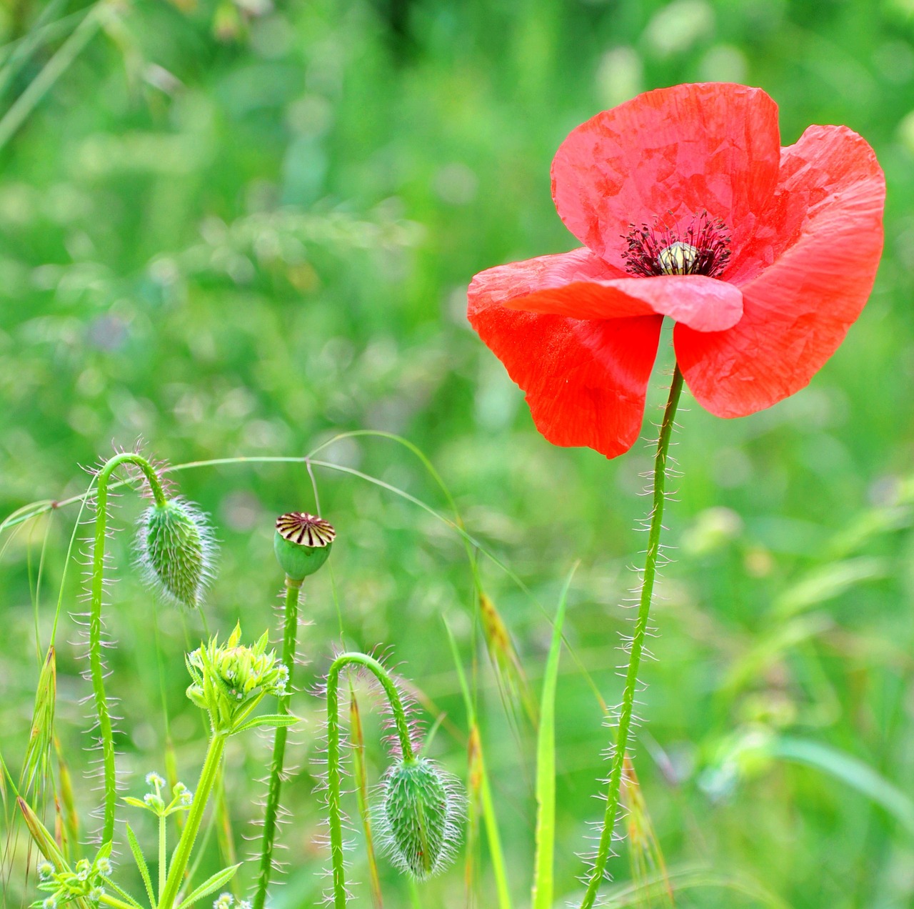 poppy summer nature free photo