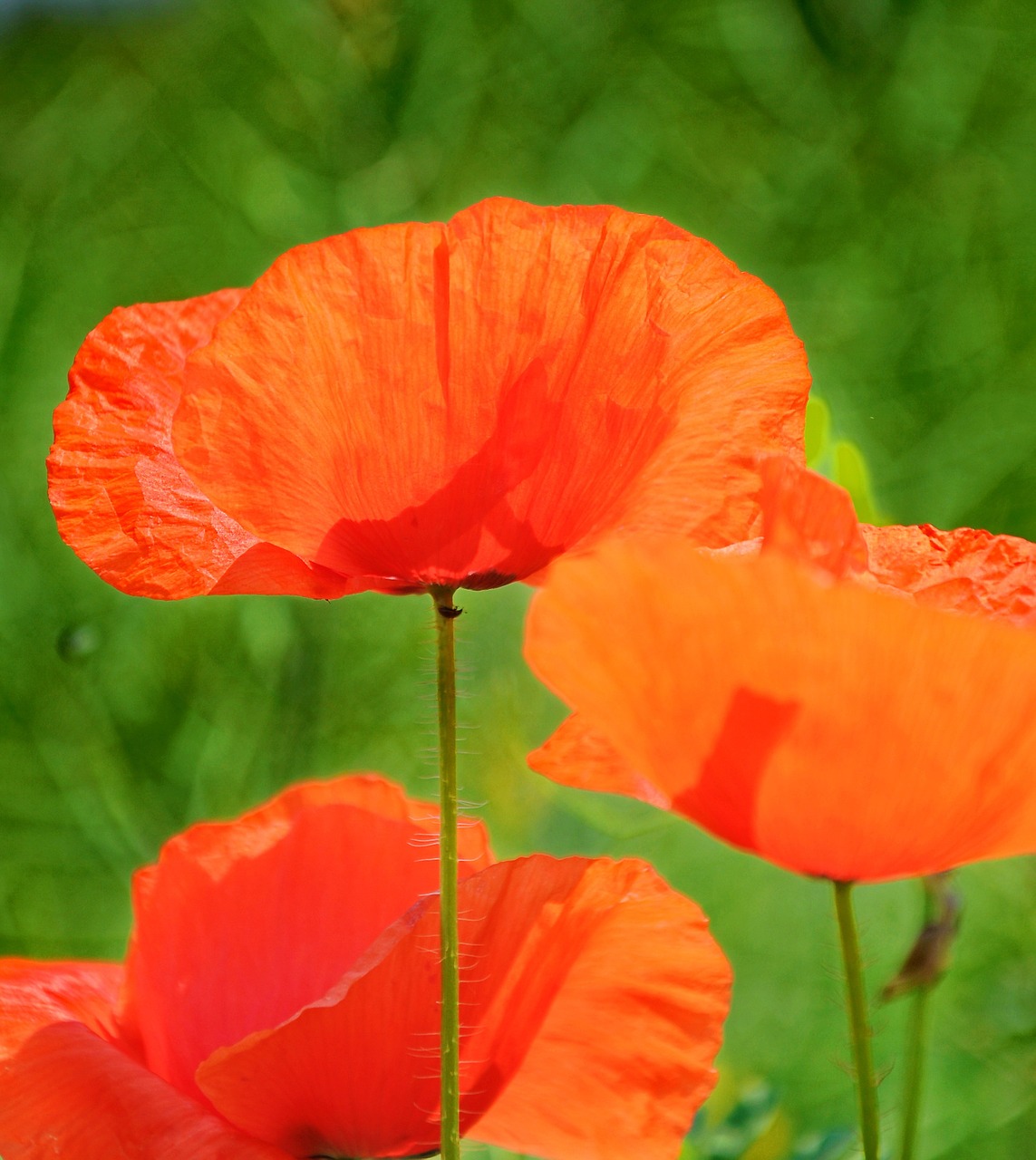 poppy summer nature free photo