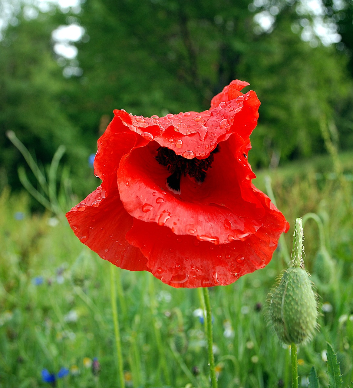 poppy flower meadow free photo