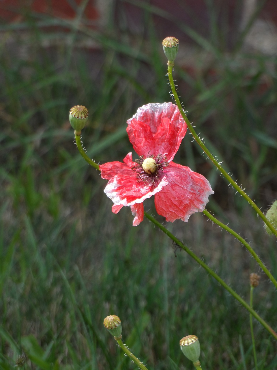 poppy faded red free photo