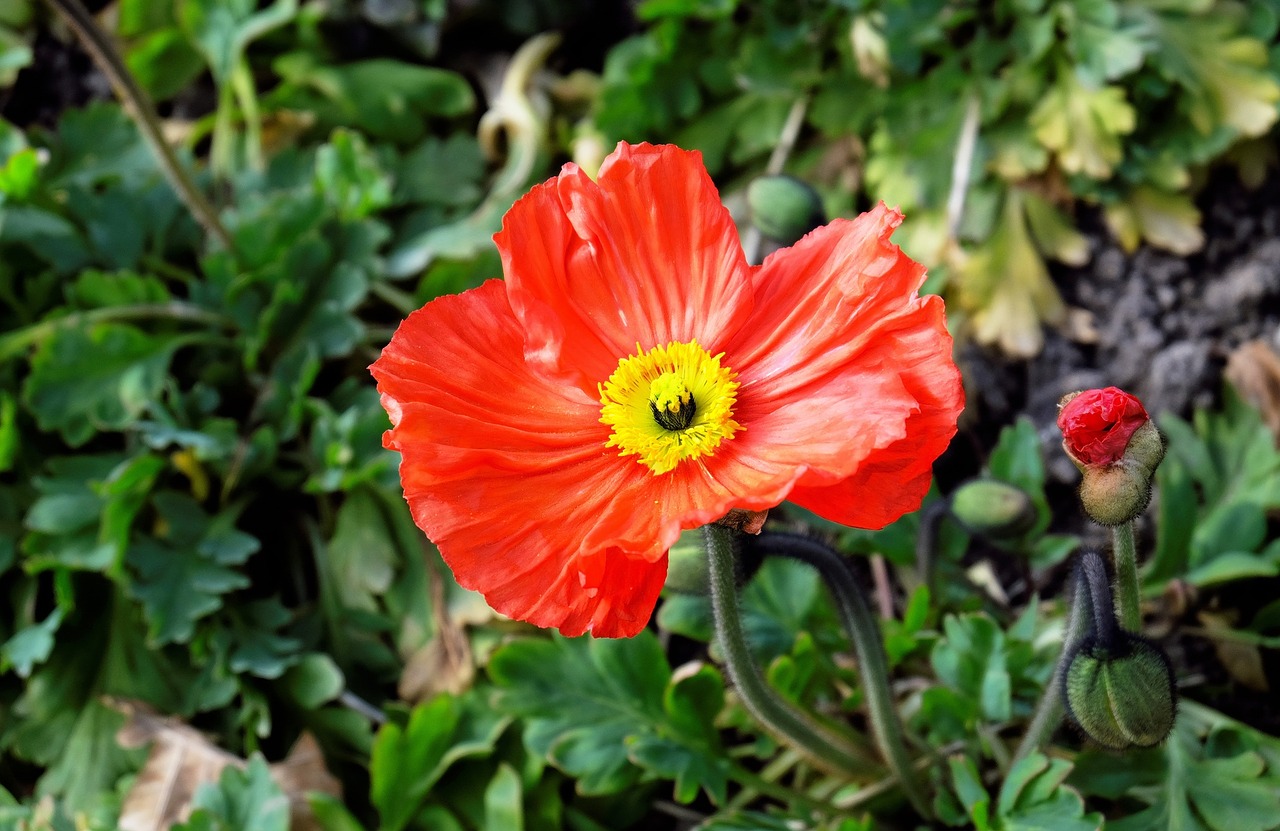 poppy blossom bloom free photo