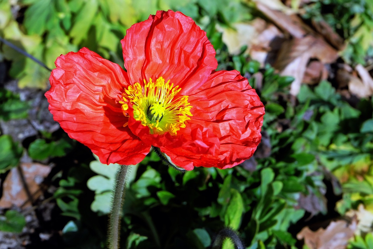 poppy blossom bloom free photo