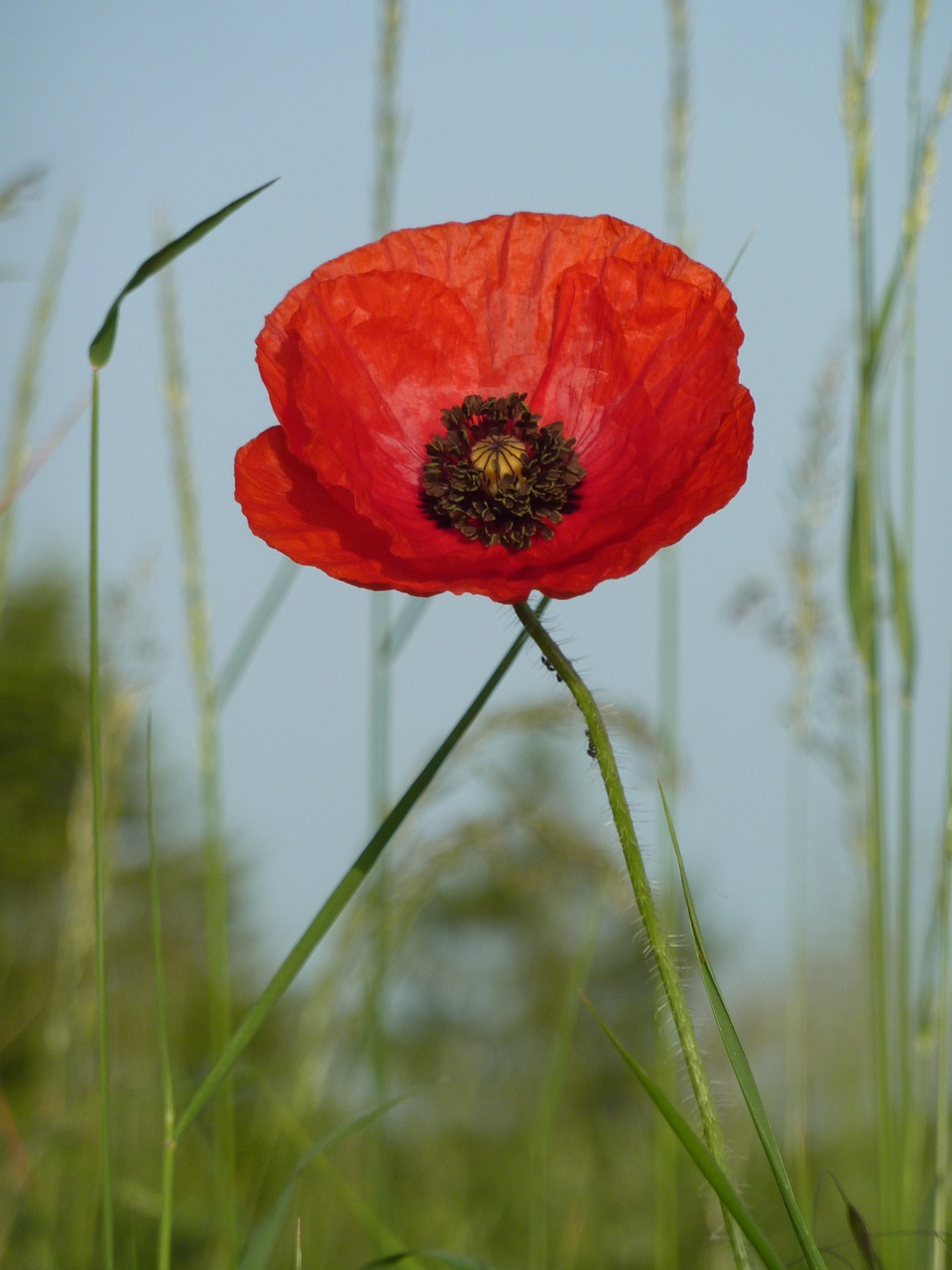 poppy flower red free photo