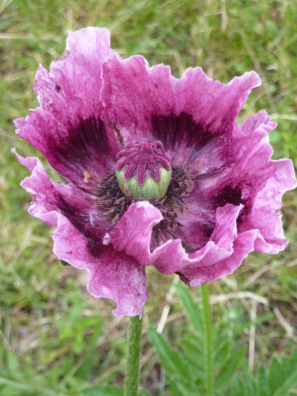 poppy flower pink free photo