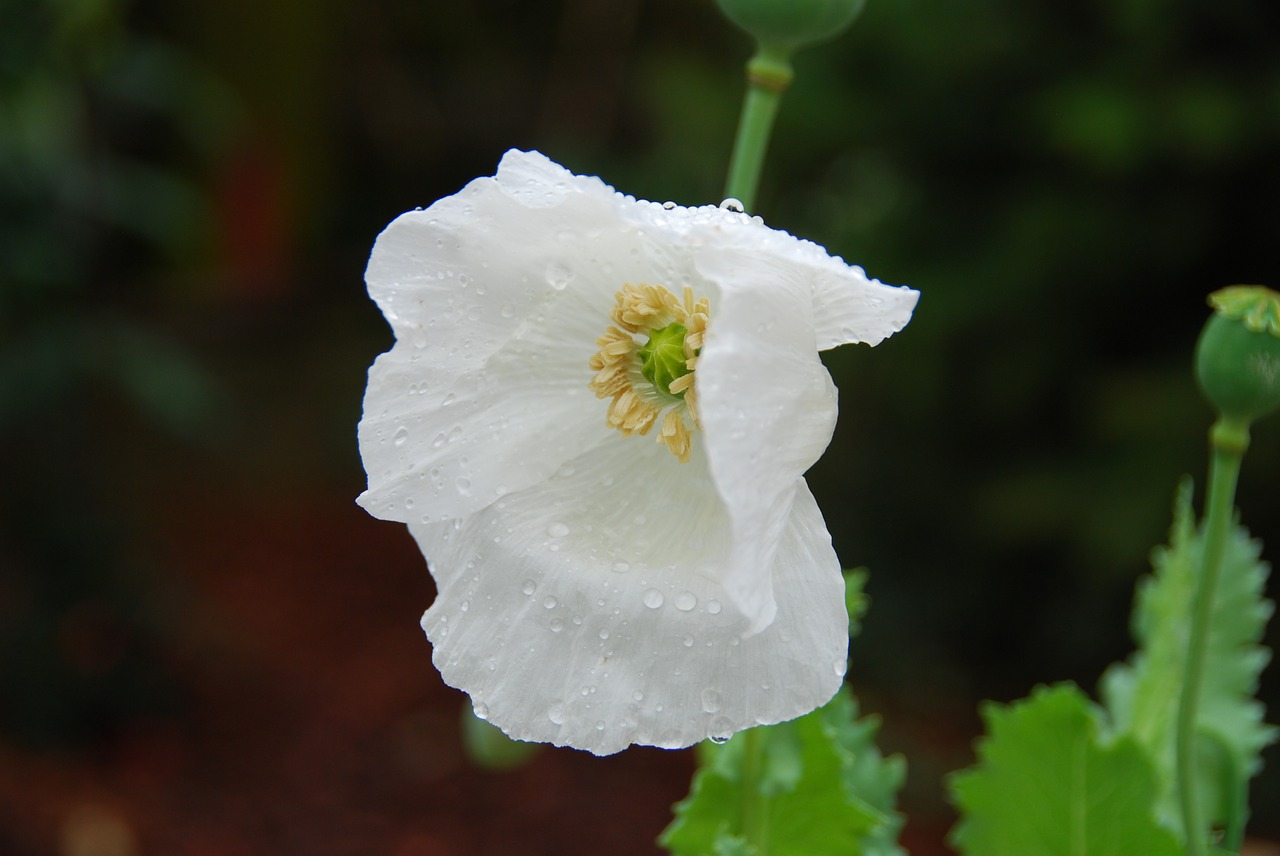 poppy white blossom free photo